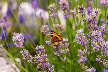kleiner Fuchs mit Blumen