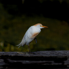 Cattle Egret Dressed in Breeding Plumage