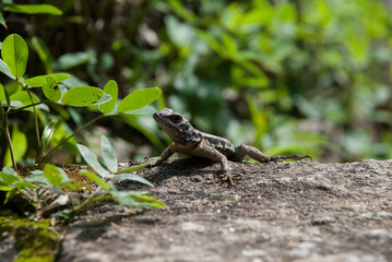Small lizard looking over the rock