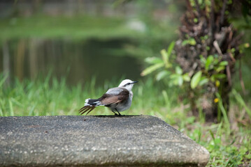 White head bird