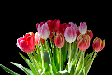 Bouquet of red and pink  tulips on black background