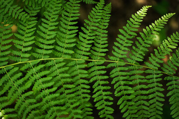 Fototapeta na wymiar fern leves shot at daylight