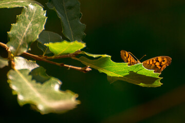 orange butterfly on a leave in a forest