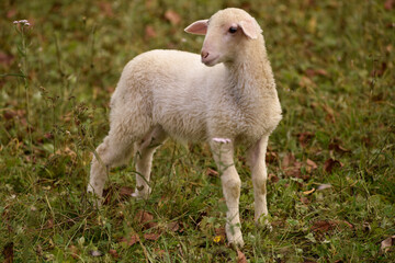 Naklejka na ściany i meble Cute grazing young lamb in an autumn meadow