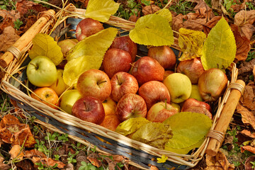 red and yellow Apple in wicker basked with autumn leaves