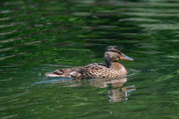 Close up of a Mallard Duck, Anas platyrhynchos.
