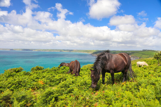 Domestic horses eating fern plants at Dodman point between Gorran Haven and Boswinger in South Cornwall, England, UK