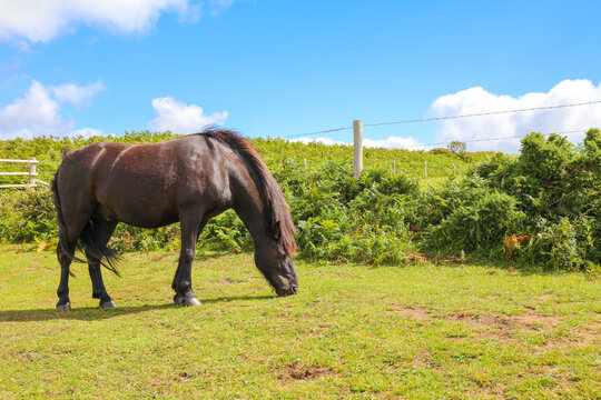Domestic horses eating fern plants at Dodman point between Gorran Haven and Boswinger in South Cornwall, England, UK