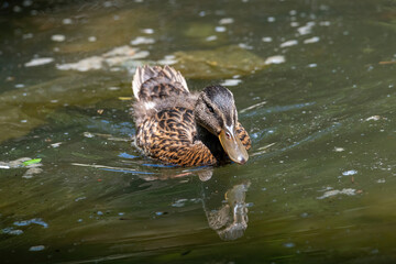 Close up of a Mallard Duck, Anas platyrhynchos.