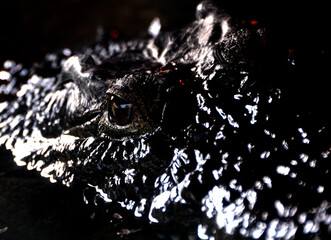 Baby Crocodile Eye, Hartley's Crocodile Farm, Queensland