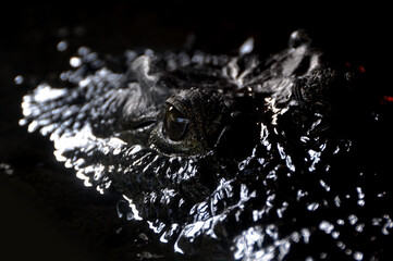 Baby Crocodile Eye, Hartley's Crocodile Farm, Queensland