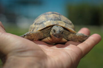 Testudo hermanni tortoiseon a white isolated background beach