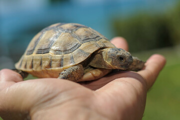 Testudo hermanni tortoiseon a white isolated background beach