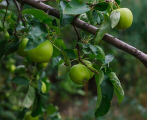 Green apples hang on a branch. Harvest. Gardening. Care for fruit trees.