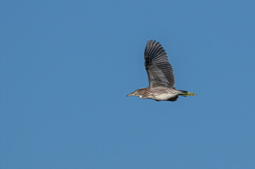Juvenile night heron (Nycticorrax nycticorax) wild bird in flight