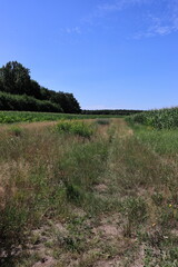 trockenes Gras zwischen den Feldern