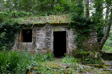 Viejo molino en ruinas en un bosque muy frondoso