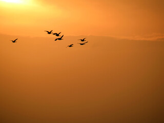 Geese flying at sunset, with space for text.