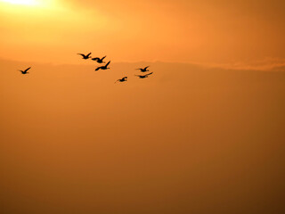 Obraz premium Geese flying at sunset, with space for text.