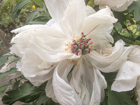 Nahaufnahme einer Paeonia-Bl&uuml;te