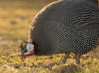 pheasant in the grass