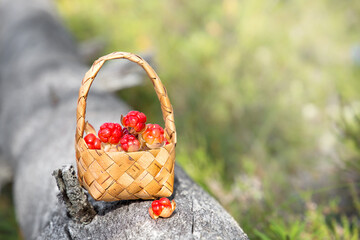 Fototapeta na wymiar Ripe cloudberries in a basket in the forest. Karelia. Russia
