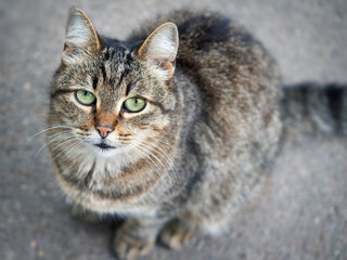 Homeless street cat close-up. The concept of protecting stray animals. Abandoned urban background