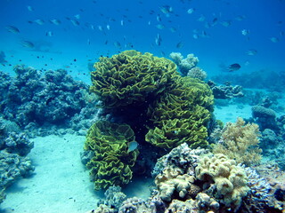 Beautiful coral reefs of the Red Sea.