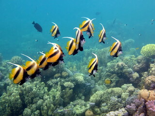 Fototapeta na wymiar Рыба-бабочка. Красная морская кабуба-эта рыба вырастает до 20 см, питается зоопланктоном. Часто стаями над коралловыми рифами. 