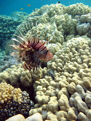 Naklejka na ściany i meble Lion Fish in the Red Sea