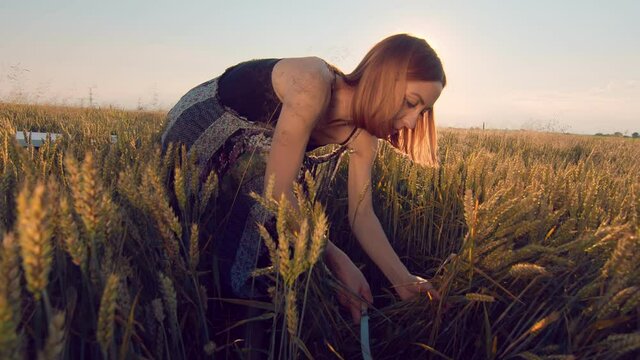 A woman who at sunset mows the ripe ears of wheat with a sickle. The girl cuts the golden ears of ripe wheat with a sharp sickle at sunset.