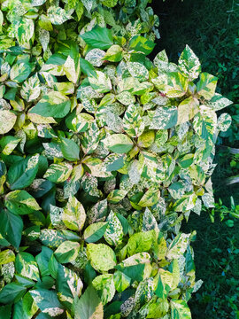 topview of Acalypha wilkesiana leafs as a background texture, java White copperleaf