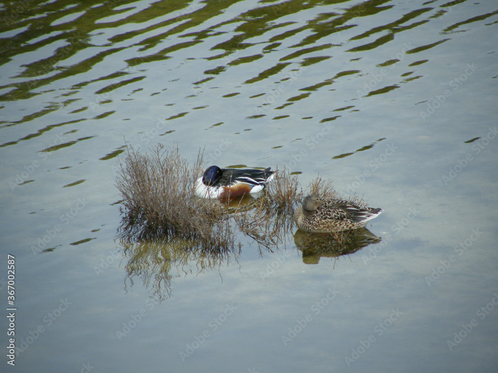 Canvas Prints patos no lago