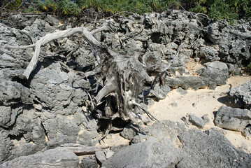 natural landscape with rocks, green bush and sea