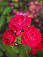 Three red roses flaunt against the background of the flower bed