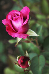 A small bud of a scarlet rose flies across the green smooth surface of the flower bed