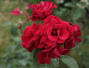 A dark red bouquet of roses soars in the air