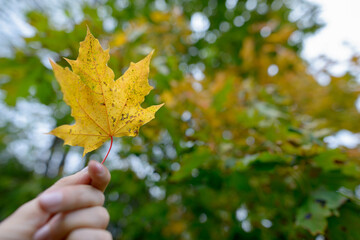 Closeup of maple leaf against view of the trees outdoors