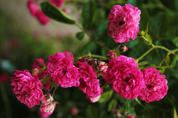 Obraz premium Beautiful tea roses bent down