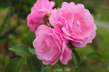 Three rosebuds flirtatiously peeks out of the shadows