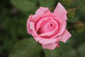 A mysterious rose hid in the shade of trees