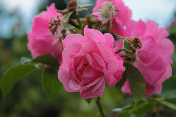The rays of the sun penetrate through a delicate bunch of roses