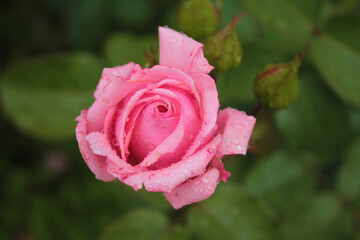 A flirtatious rose tenderly opened its petals
