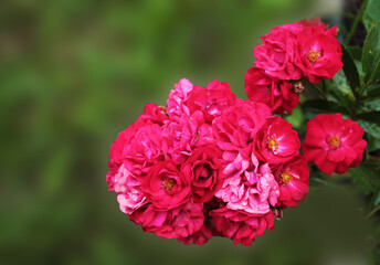 Big inflorescence of tea roses rejoices in the sun