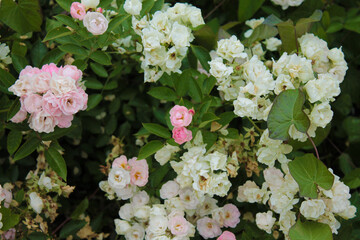 Flowerbed with white tea roses