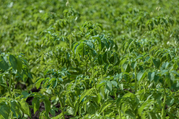Obraz premium Potato beds in the garden. Green tops of potatoes