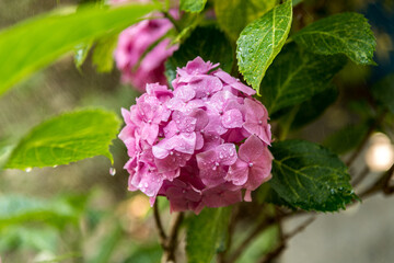 hydrangea flower pink color among the green leaves with drops water