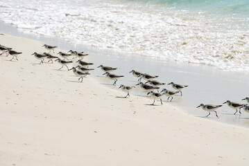fast legged beach birds on a sandy island