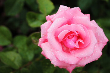 Dew drops glisten on a delicate beautiful rose