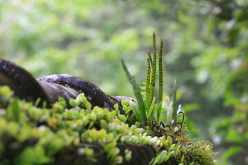 Closeup shot of some fern plant in Mingchi National Forest Recreation Area